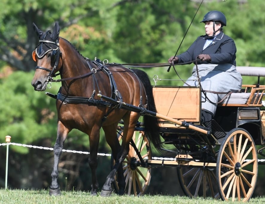 Greentree Joyful carriage driving