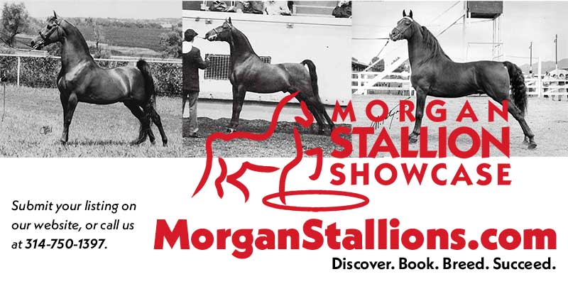 Digital Morgan Trader Ad