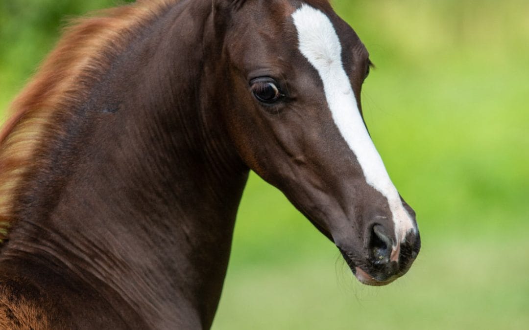 It’s time to nominate your 2026 foals!