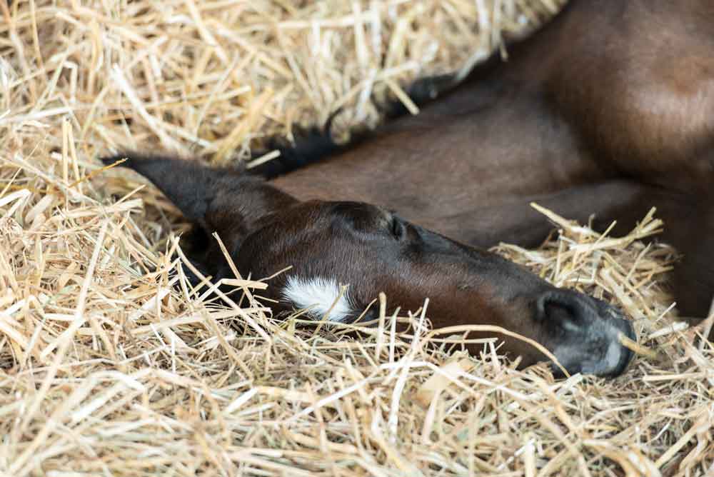 Put the Babies to Bed Party